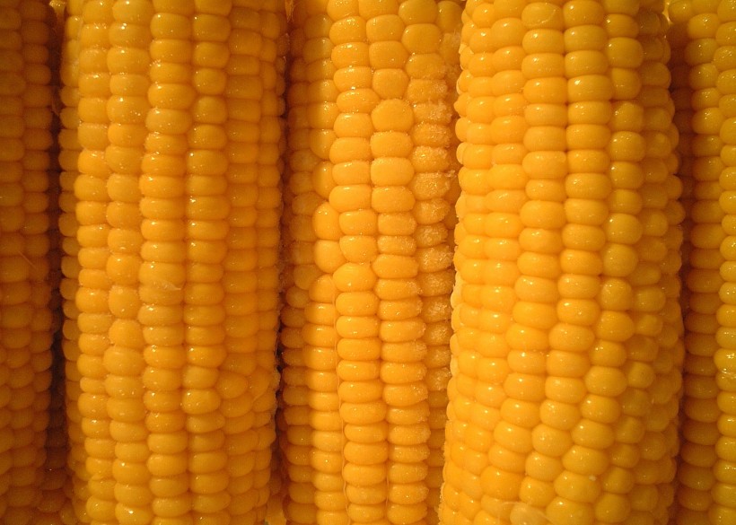 美味玉米图片(11张)