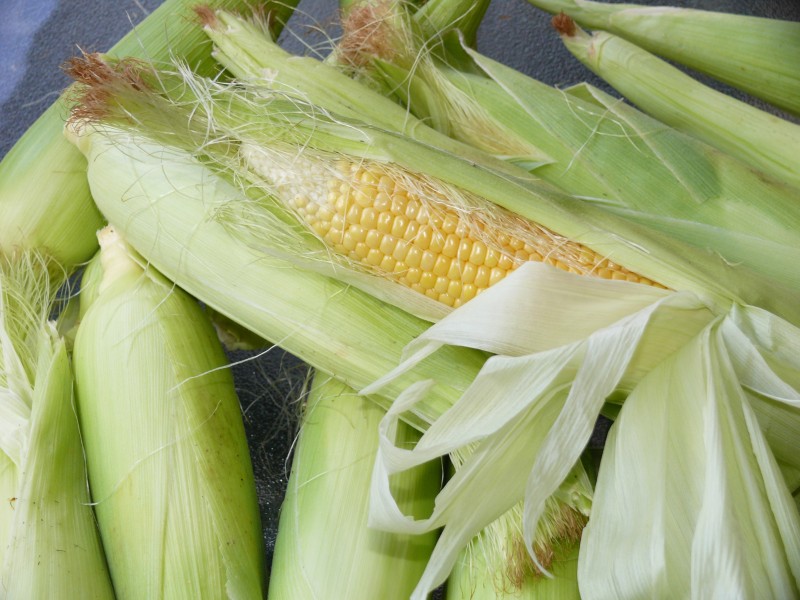 玉米图片(20张)