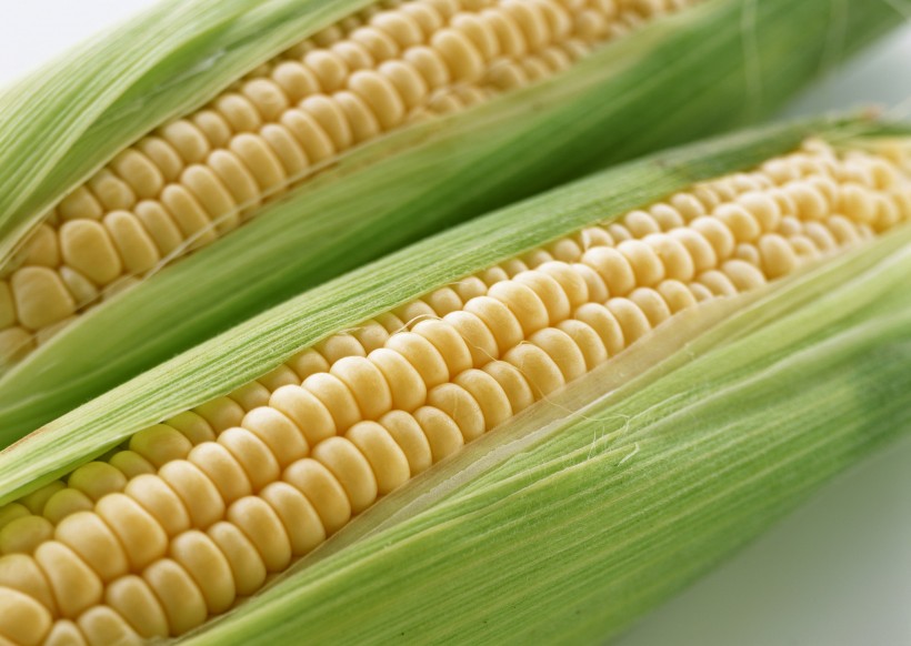 玉米图片(4张)