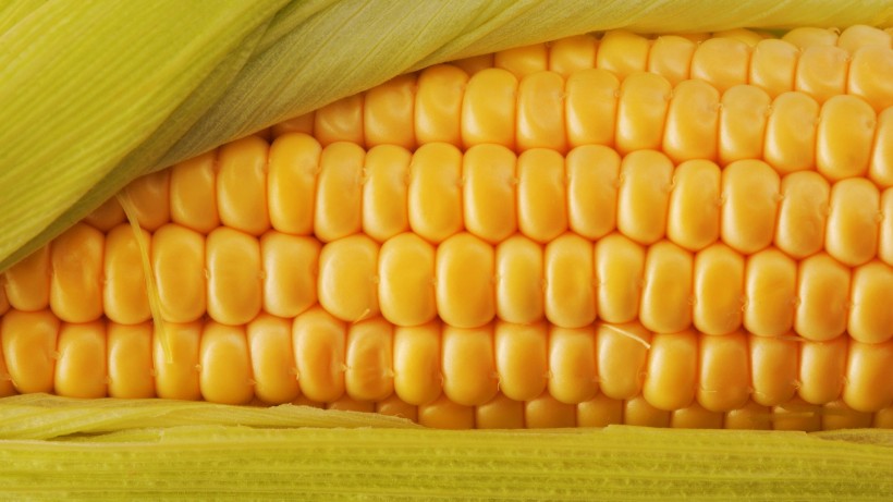 颜色各异的玉米图片(9张)