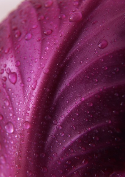 紫甘蓝图片(5张)