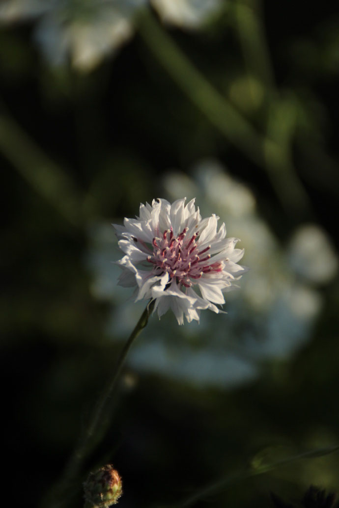 矢車菊唯美植物花卉