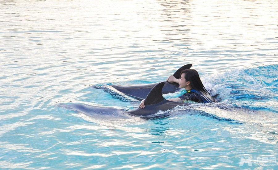 张静初迪拜与海豚水中亲吻