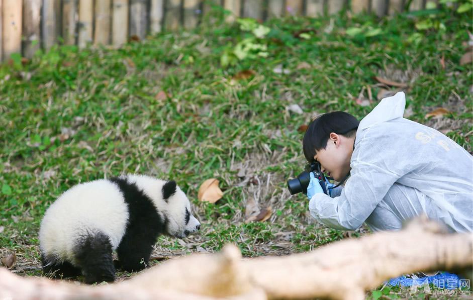 李宇春和熊猫比萌 奇妙的朋友图集