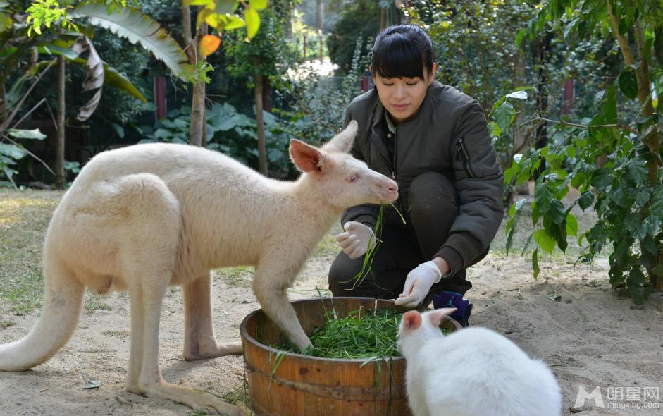 李宇春和熊猫比萌 奇妙的朋友图集