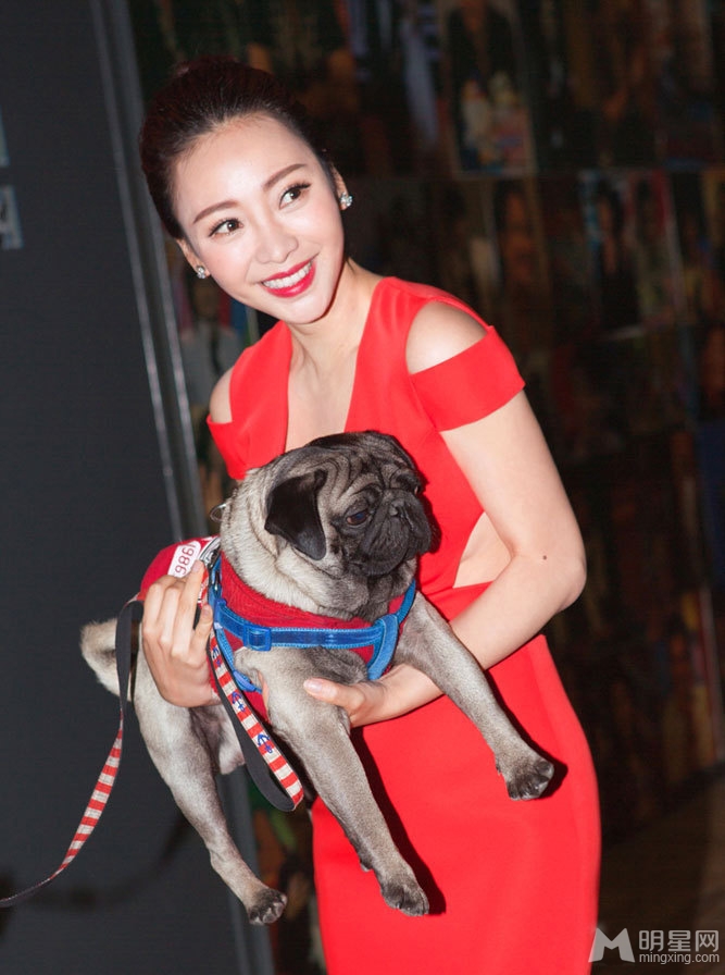 柳岩性感红裙秀酥胸 怀抱八哥犬显亲昵