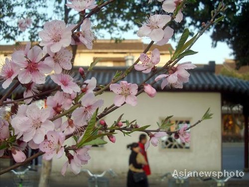 春天的花朵