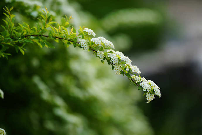 唯美绣线菊植物花卉图片