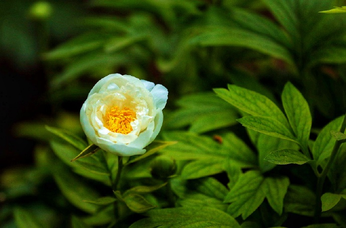 芍药花唯美随拍图片