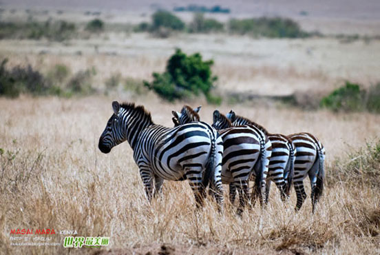 肯尼亚，圆一个动物世界的梦