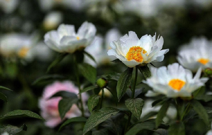 芍药花唯美随拍图片