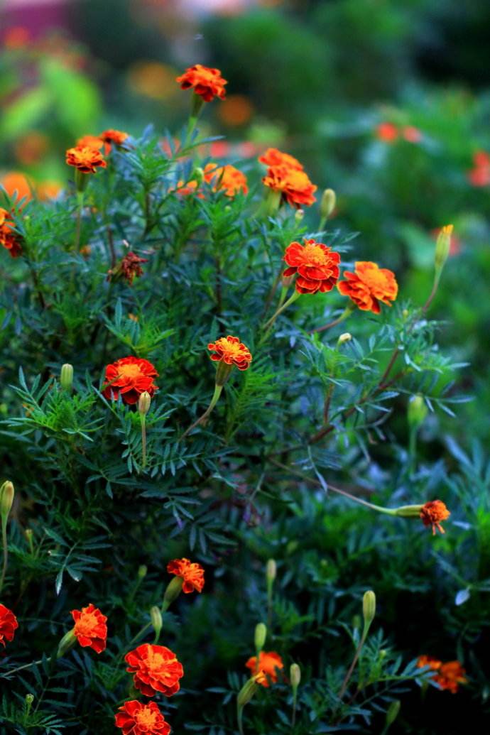 孔雀草花图片  孔雀草图片  孔雀草植物图片