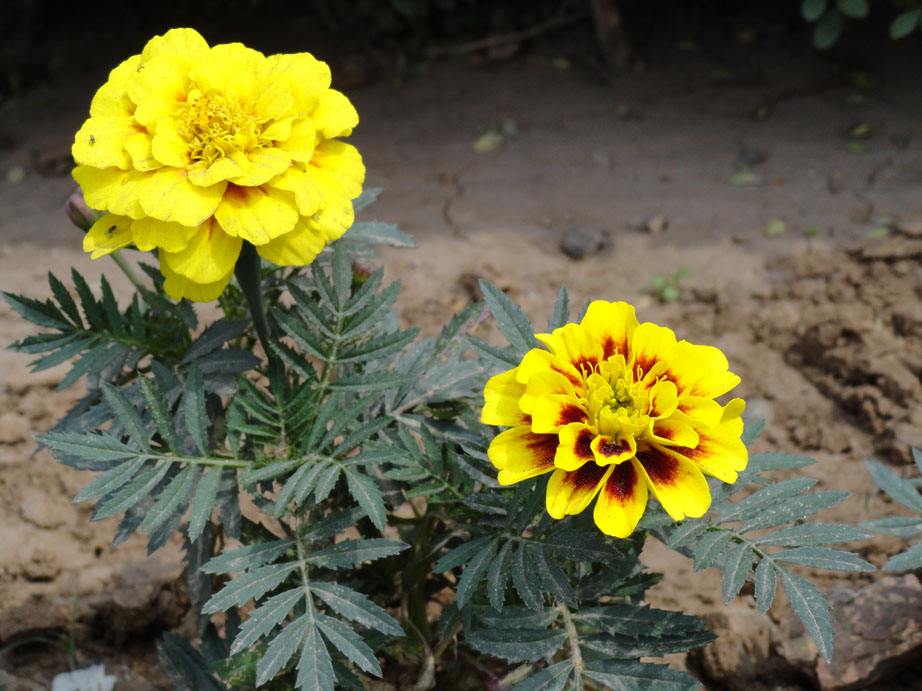 孔雀草花图片  孔雀草图片  孔雀草植物图片