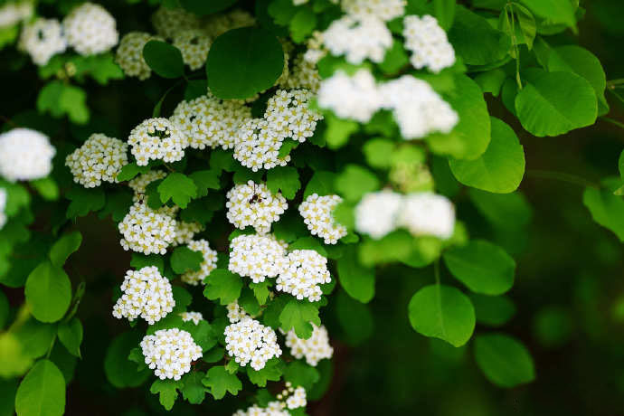 唯美绣线菊植物花卉图片