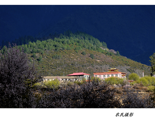 西藏行：林芝千万棵古桃树竞相开放