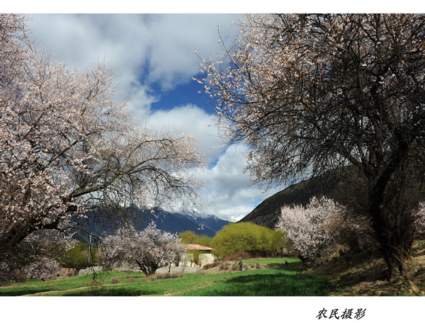 西藏行：林芝千万棵古桃树竞相开放