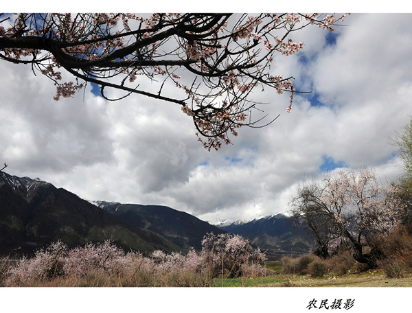 西藏行：林芝千万棵古桃树竞相开放