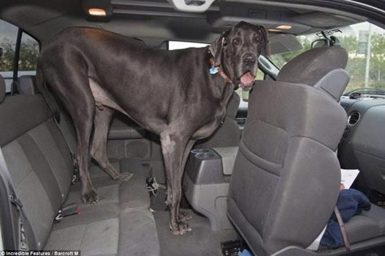 世界最高狗个头惊人 狗爪子比人手还大