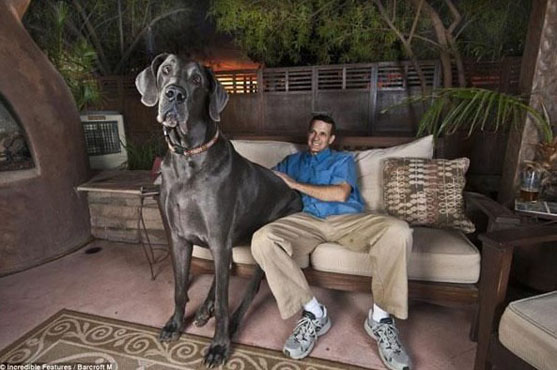 世界最高狗个头惊人 狗爪子比人手还大