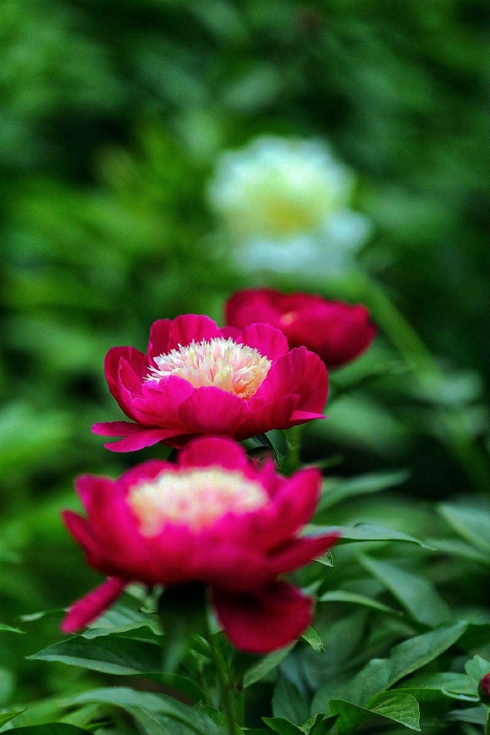 芍药花唯美随拍图片