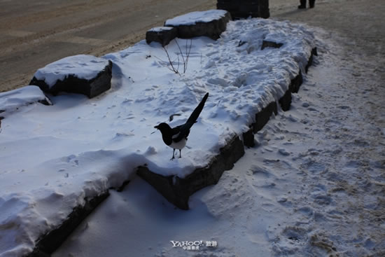 加拿大迷人的雪景
