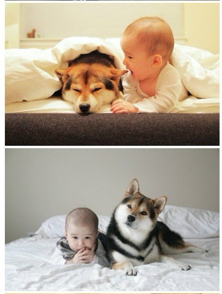 狗狗和宝宝的快乐生活