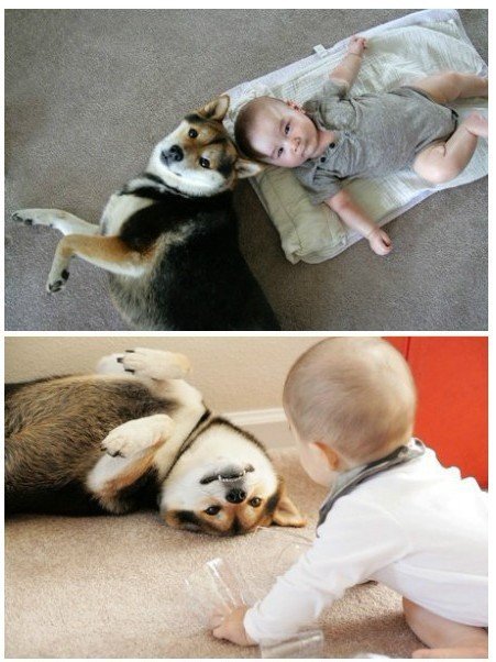 狗狗和宝宝的快乐生活