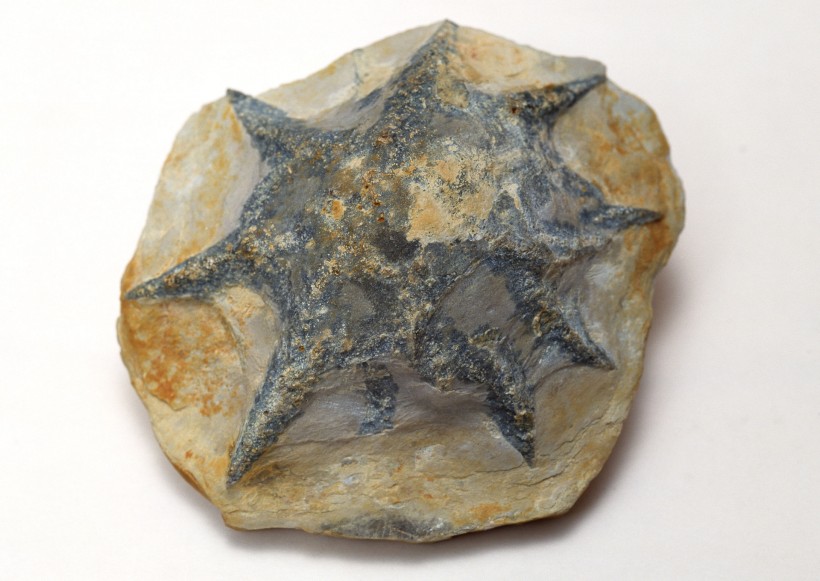 贝壳化石图片(35张)