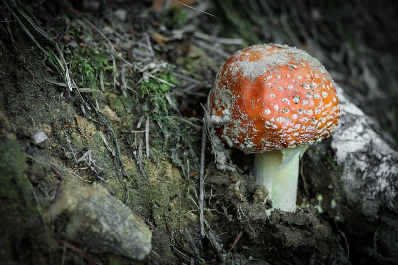 有毒的蘑菇图片(13张)