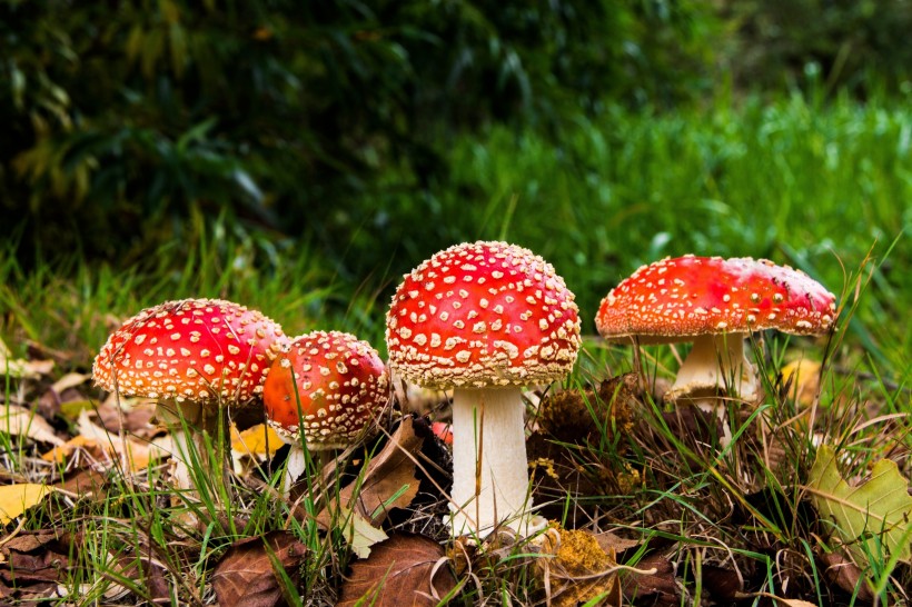 有毒的蘑菇图片(13张)