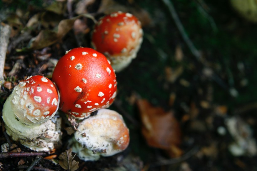 红色的毒蘑菇图片(14张)