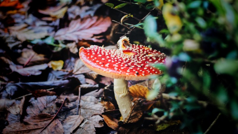 红色的毒蘑菇图片(14张)