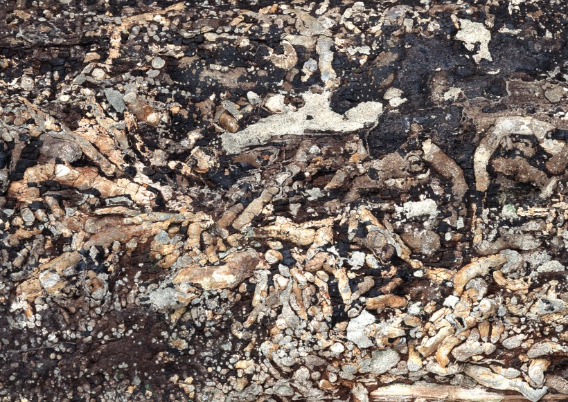 木化石图片(18张)