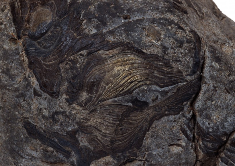 木化石图片(18张)