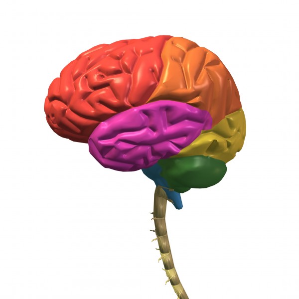 人体大脑图片(16张)