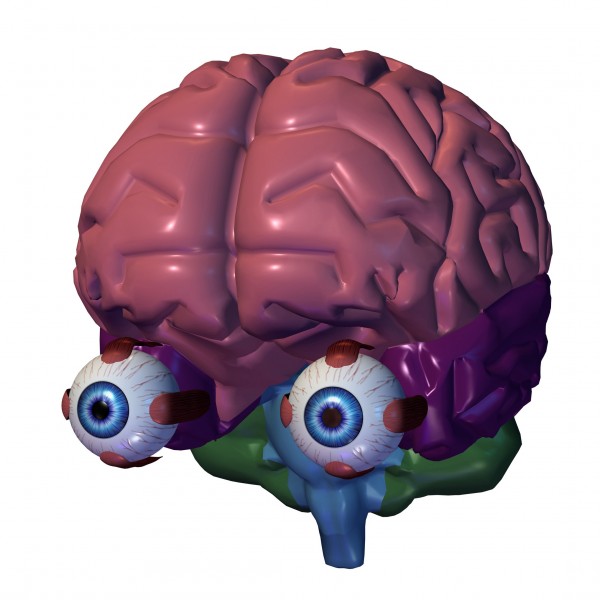 人体大脑图片(16张)
