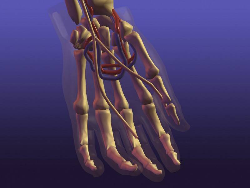 人体骨骼图片(41张)