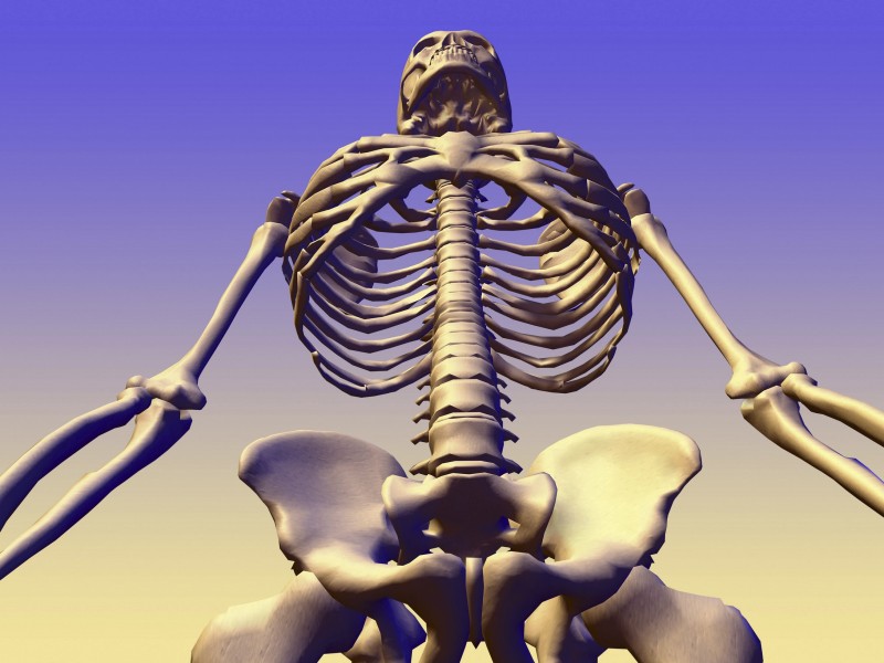 人体骨骼图片(41张)