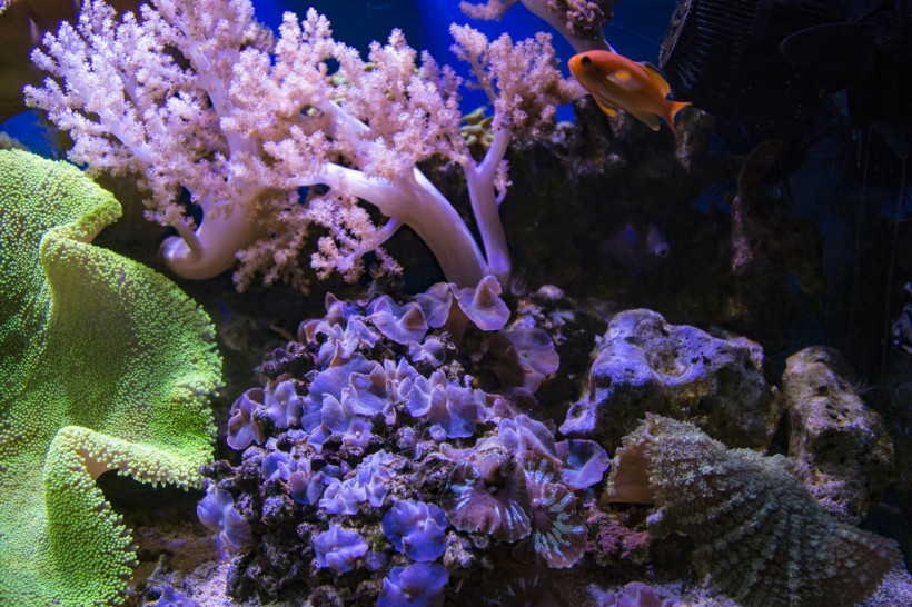 海底的珊瑚礁图片(6张)