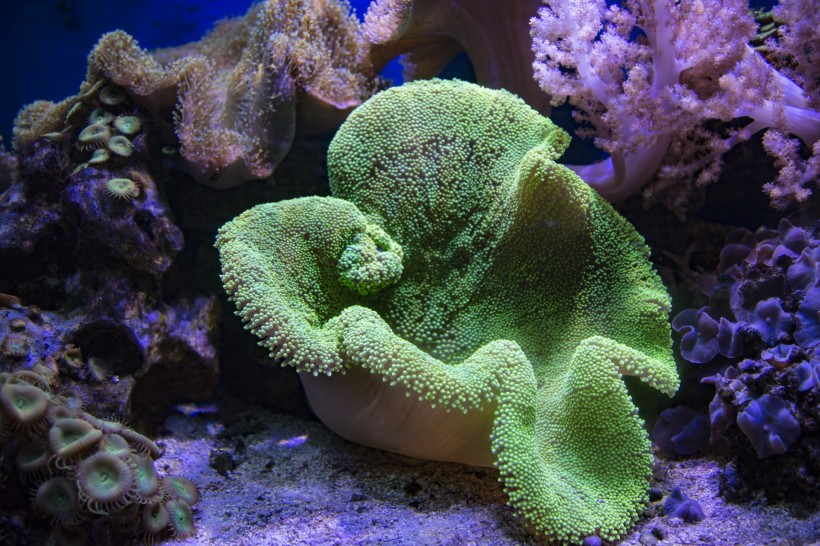 海底的珊瑚礁图片(6张)