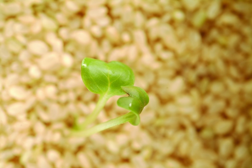 生物科技研究图片(100张)