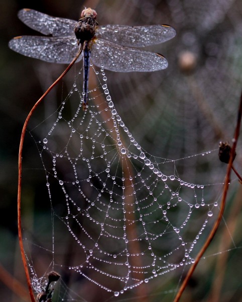 带水珠的蜘蛛网图片(15张)