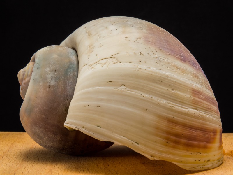 空空的蜗牛壳图片(10张)