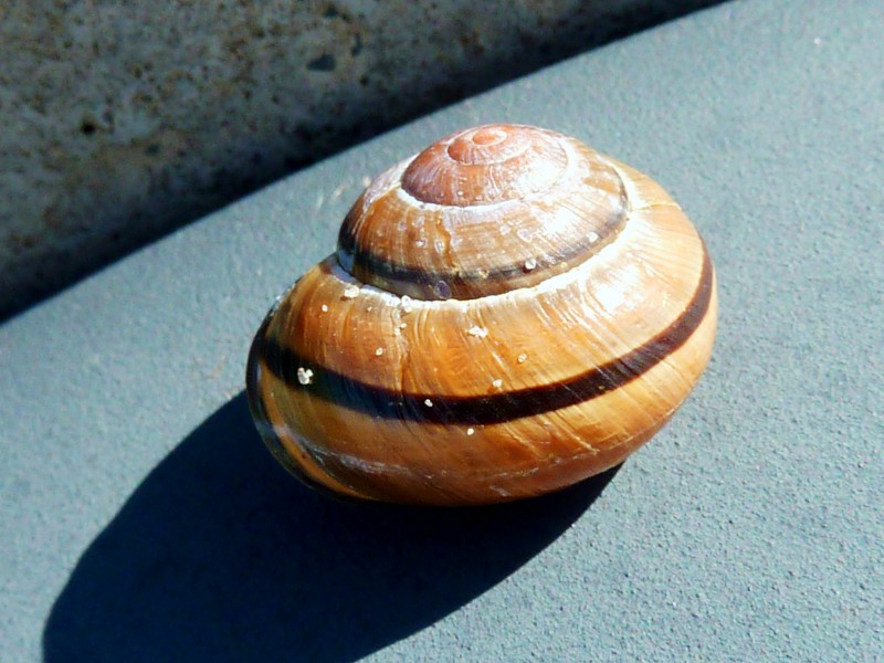 空空的蜗牛壳图片(10张)