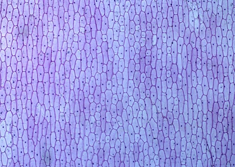 显微镜下的细胞图片(41张)