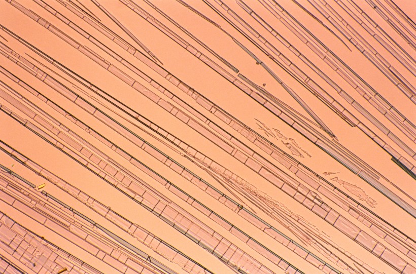 显微镜下的细胞图片(16张)