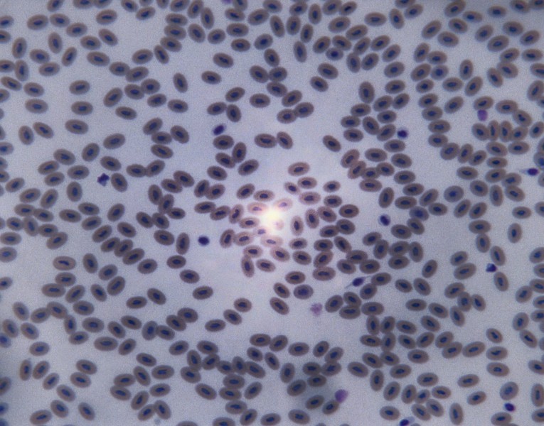 显微细胞图片(26张)