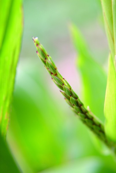 植物生化科技图片(117张)