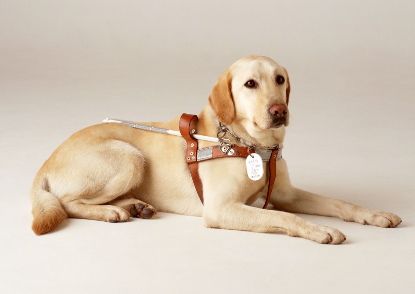盲人和导盲犬日常生活图片(14张)