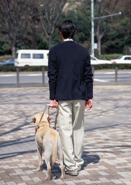 盲人和导盲犬日常生活图片(14张)